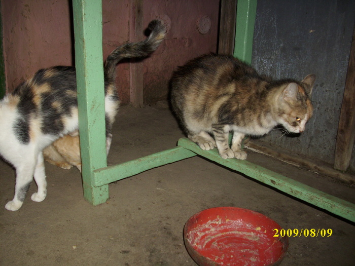 DSCI0797 - pisici si catelusa Boggy