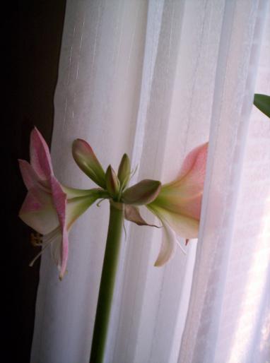 Amaryllis alb cu roz BB 12 feb 2008 - hippeastrum - amaryllis