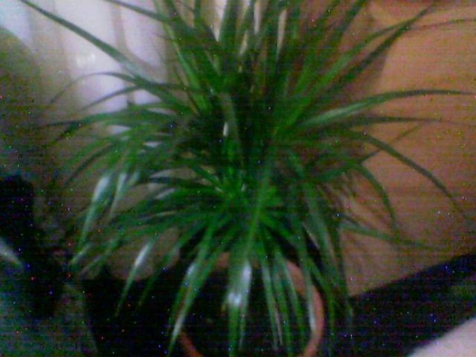 dracena - flori 2007