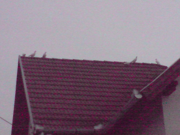 P281109_11.03 - porumbeii