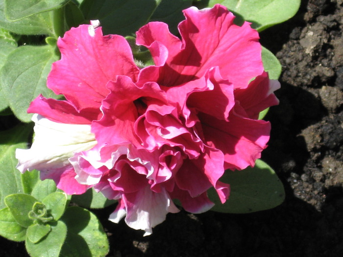 IMG_3898; petunie dubla
