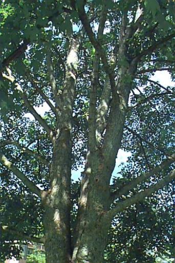 PALTIN DE MUNTE.4jpg