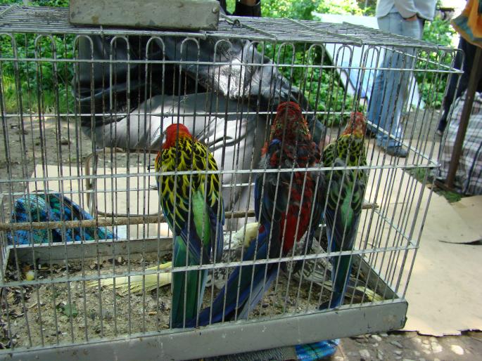 DSC00438