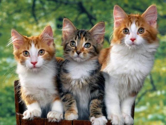 Cat Wallpaper_ Poze Pisicute 11 - pisicutze