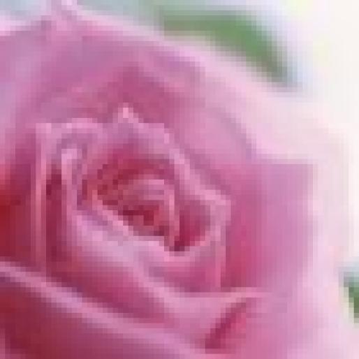 trandafir_roz