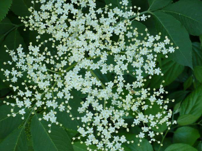 Flori de soc - Gradina Botanica mai 2008