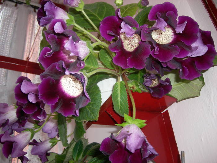 Flori 09