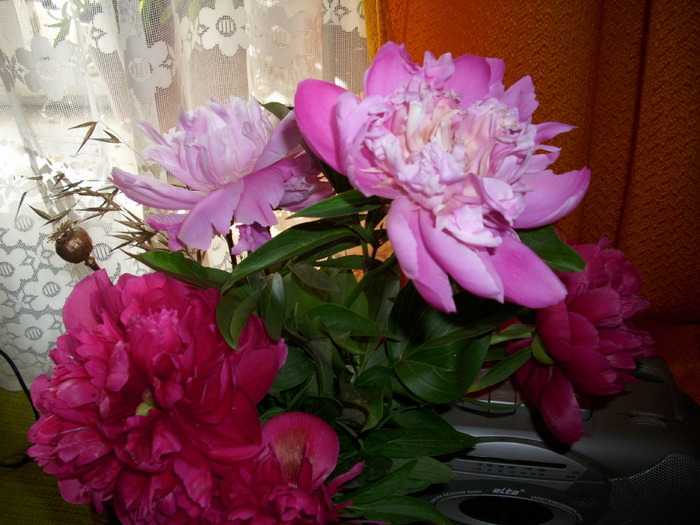 DSCI0563 - flori din gradina mea