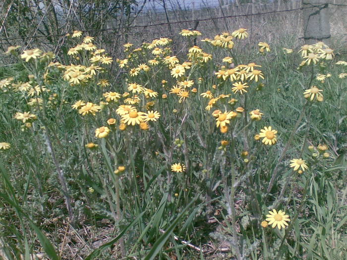 24042009(002) - albine