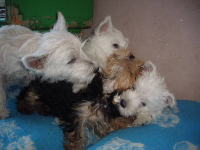 Westie si Yorky; Spyke, 2 masculi 8 sapt si Riko Yorkshire la 3 luni
