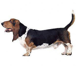 basset_hound