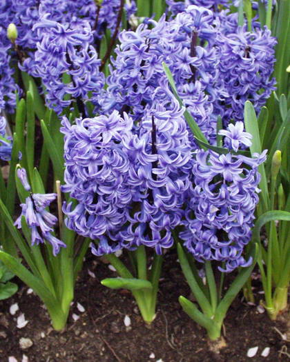 hyacinthus3 - Flori