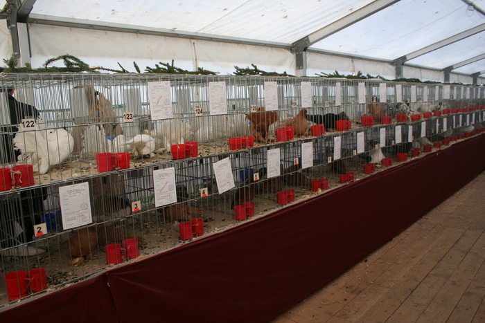 EXPO-PAS Suceava 2009