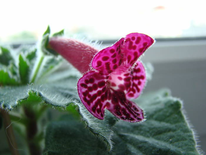 Kohleria Jester 18 - Kohleria Jester 2009