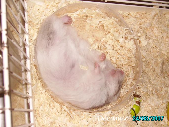 ZZZzzz - Hamsterita mea LULU Qsept 2007 ian 2009Q RIP