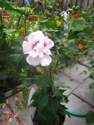 Hibiscus gr. alb 3 sept 2009 (1) - hibiscus gradina