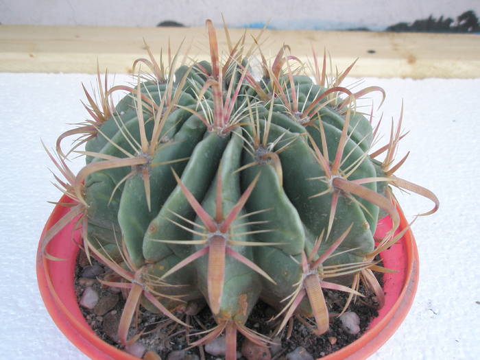 Ferocactus latispinus - Ortega 2007