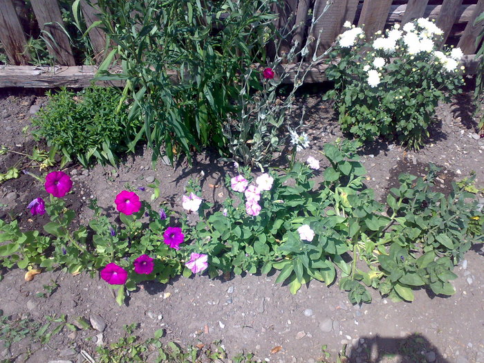 strat cu flori - Florile din gradina mea - 2009