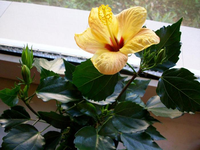 hawaii - hibiscus