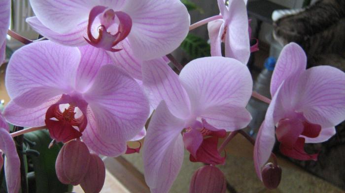IMG_2315 - Orhideele in 2009