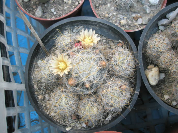 Mammillaria prolifera - 27.04 - Mammillaria