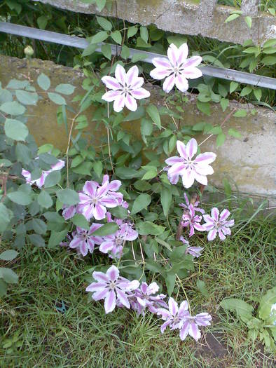 clematita; Clematis jackmanii
Foarte pretentioasa la taieri!
