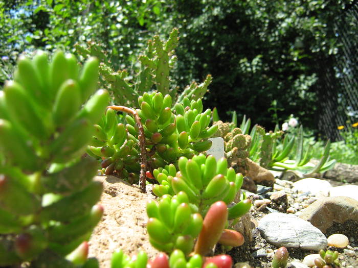IMG_8689 - Cactusi la mosie 27 iunie 2009