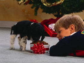 CB008562 - poze catei