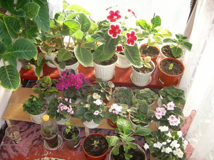 Flori-2009 - Flori - 2009