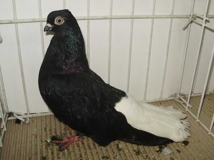 negru ca 2 - 1509 rom zb