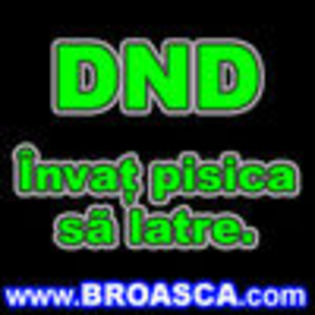 thumb_avatare_poze_dnd_invat_pisica_sa_latre