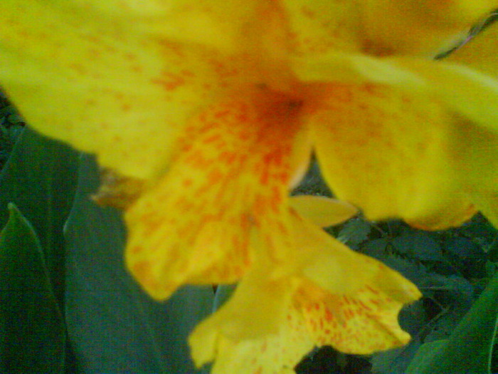 DSC01134 - canna indica 12 cul