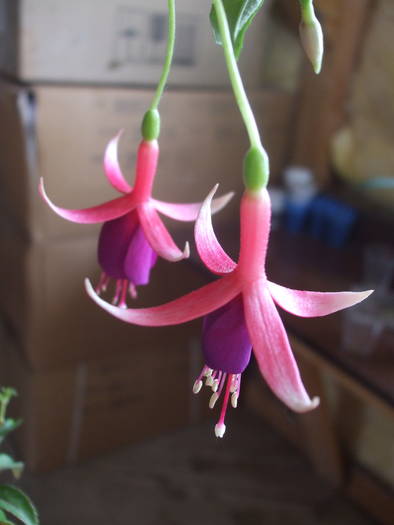 Picture 039 - fuchsia