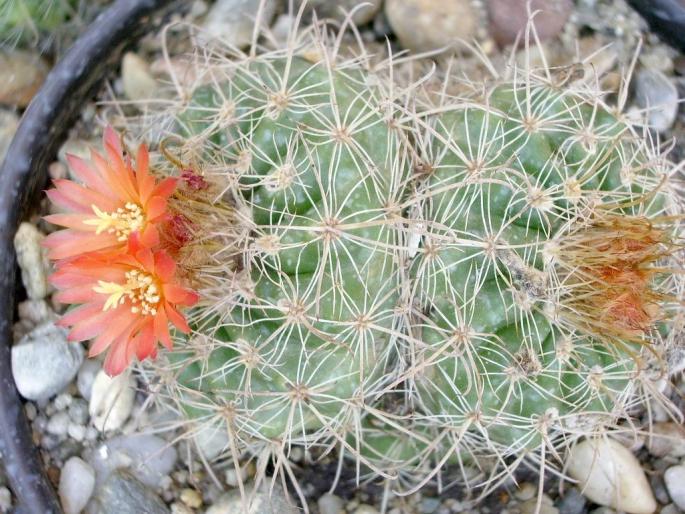 Parodia - forma bicefala