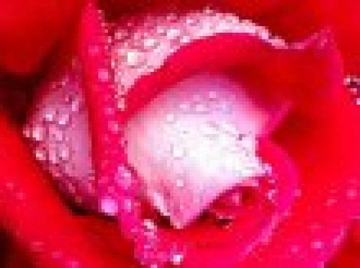 trandafir_rosu_roua - Flori