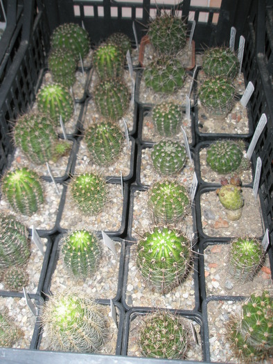 Ladita cu Echinopsis - cactusi la iernat 2009-2010