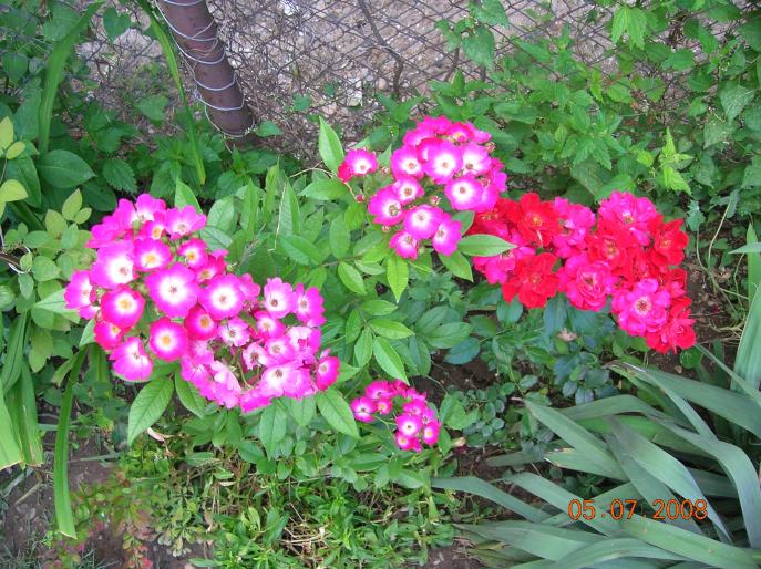 DSCN0693 - flori in iulie