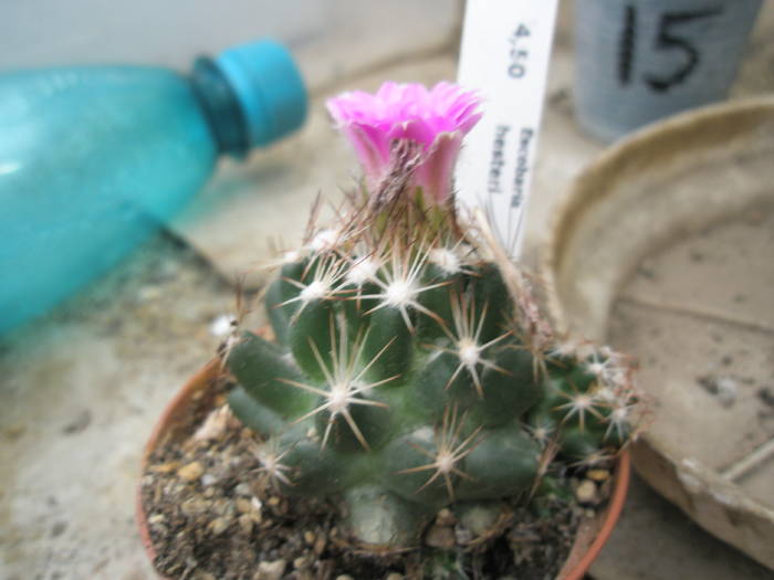 Escobaria hesteri