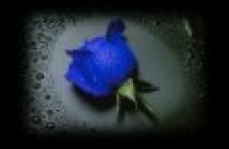 blue_rose - Trandafiri