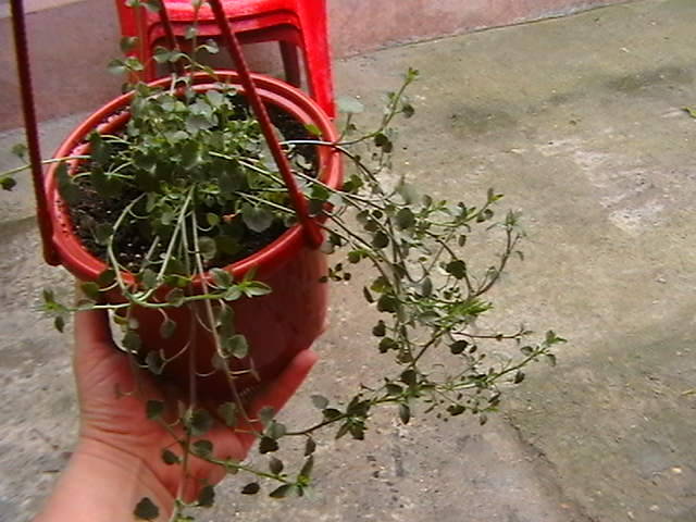 campanula