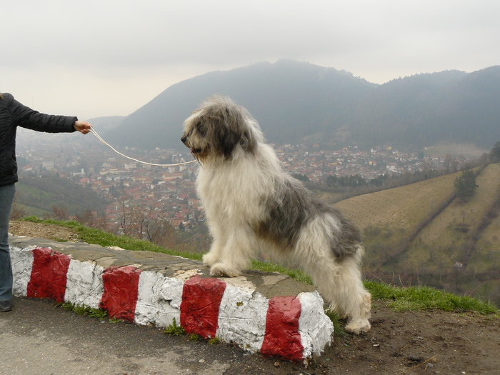 poze diverse caini 030