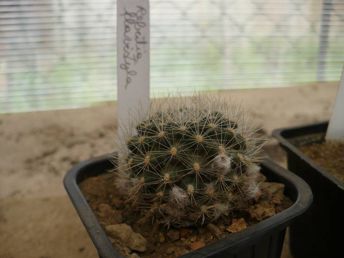 P1020695 - Cactusi 2009