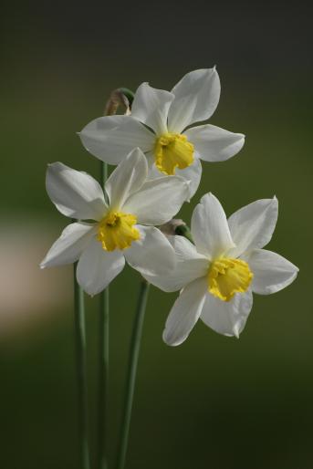 daffodils  - flowers