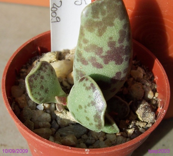 Adromischus cooperi - Suculente