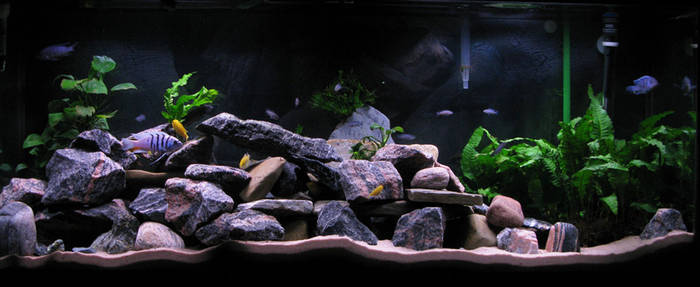 PDNEOMNTWUIETONKXON - Pentru ciclide africane