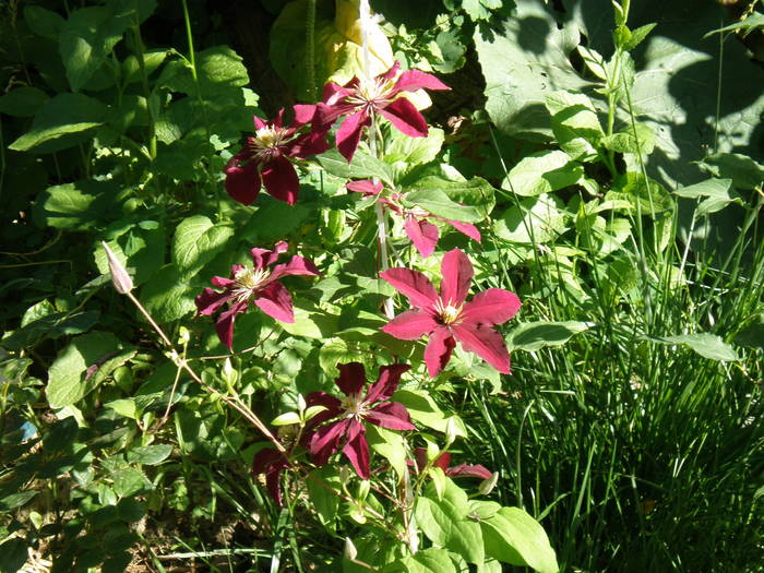 clematis 1 - FLORILE MELE 2009