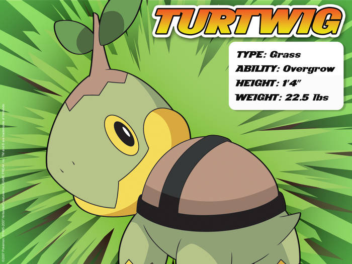 turtwig2