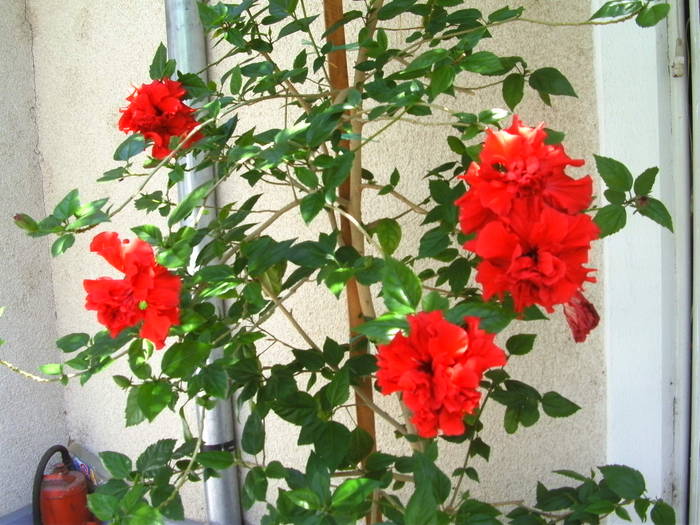 SANY9546 - hibiscus