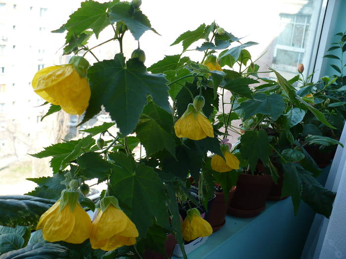 P1090863 - ABUTILONI