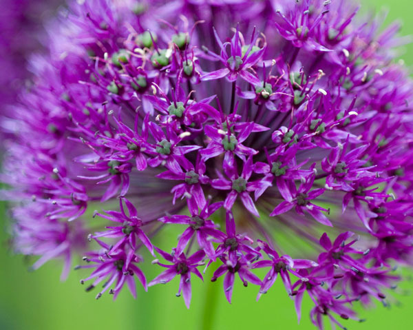 allium 2 - allium